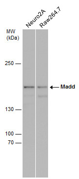 MADD antibody