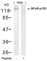 NFkB p105 antibody
