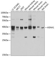 ASNA1 antibody