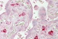 AGO1 antibody, Internal