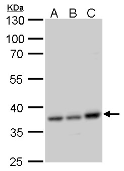 CCDC137 antibody