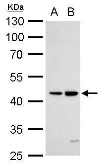 DR3 antibody