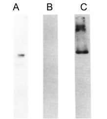 HMW Kininogen antibody [C11C1]