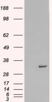 Syntaxin 6 antibody, Internal