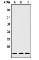 IGFL2 antibody