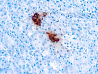 Pancreatic Polypeptide antibody