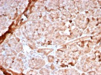 Mitochondria antibody [MTC02/2860R]