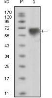 TYRO3 antibody [10E11]