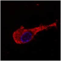 NF-M antibody [NF-09]