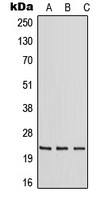 RAB30 antibody