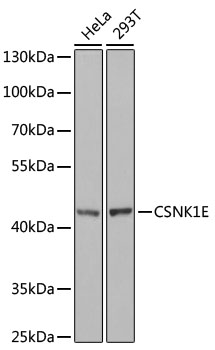 Casein Kinase 1 epsilon antibody