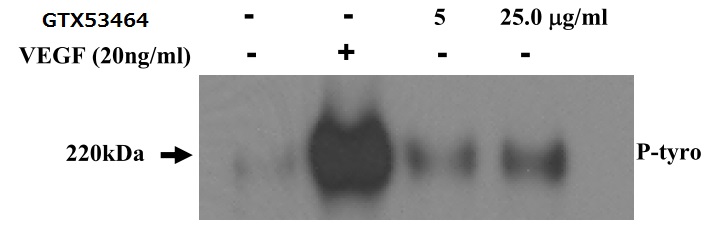 VEGF Receptor 2 antibody [8A01]