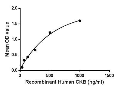 Human Creatine kinase (brain) protein, His tag