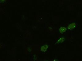 BMP4 antibody [6B7]