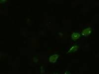 BMP4 antibody [6B7]