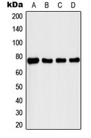 IRAK1 (phospho Thr209) antibody