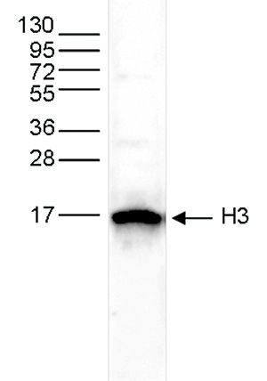 Histone H3 antibody - ChIP grade