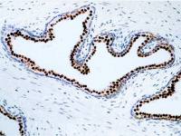 Nkx3.1 antibody [361]