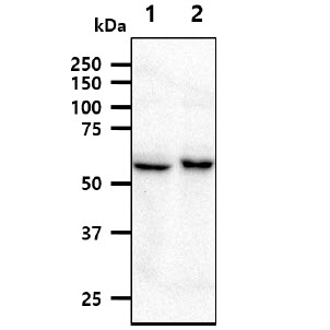 NMT1 antibody [AT2C8]