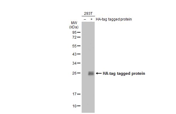 HA tag antibody (HRP)