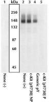 c-Kit (phospho Tyr730) antibody