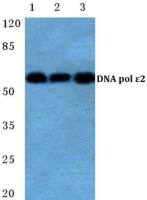 DNA Polymerase epsilon p59 antibody