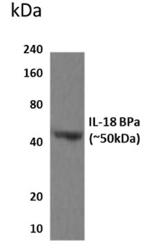 IL18BP antibody [10G36]