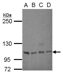 SP1 antibody [C1C2], Internal
