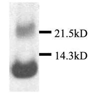 BCA1 antibody