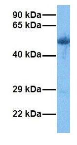 PAOX antibody, C-term