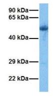 PAOX antibody, C-term