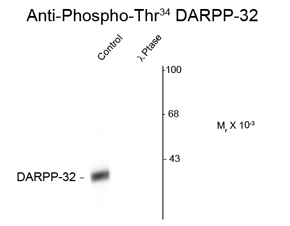 DARPP-32 (phospho Thr34) antibody