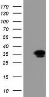 GRHPR antibody [4B6]