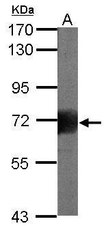 CD168 / RHAMM antibody