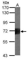 CD168 / RHAMM antibody