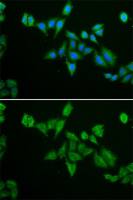 BNIP2 antibody