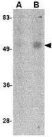 Orai1 antibody [6D11A11]