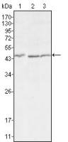 DKK3 antibody [4G7]