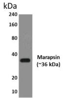 Marapsin antibody [3H15]