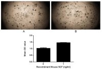 Mouse SCF protein, His tag (active)