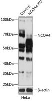 NCOA4 antibody