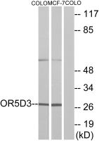 OR5D3 antibody