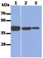 Aldolase A antibody [AT3F9]