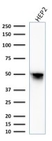 Vimentin antibody [VM1170]