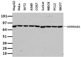 Hsp90 beta antibody [4C10]