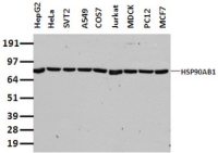 Hsp90 beta antibody [4C10]