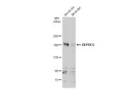 DEPDC5 antibody