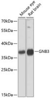GNB3 antibody