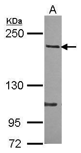 p190-B RhoGAP antibody