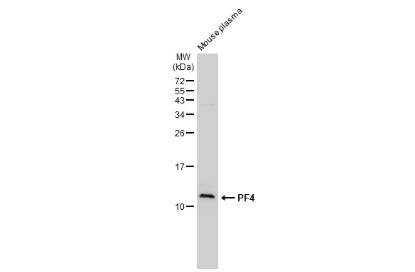 PF4 antibody [GT1260]
